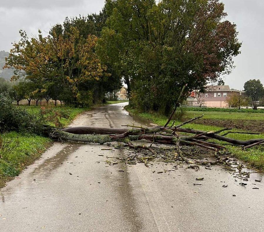 Maltempo nel Vallo di Diano: cade albero a Sala Consilina, chiusa strada
