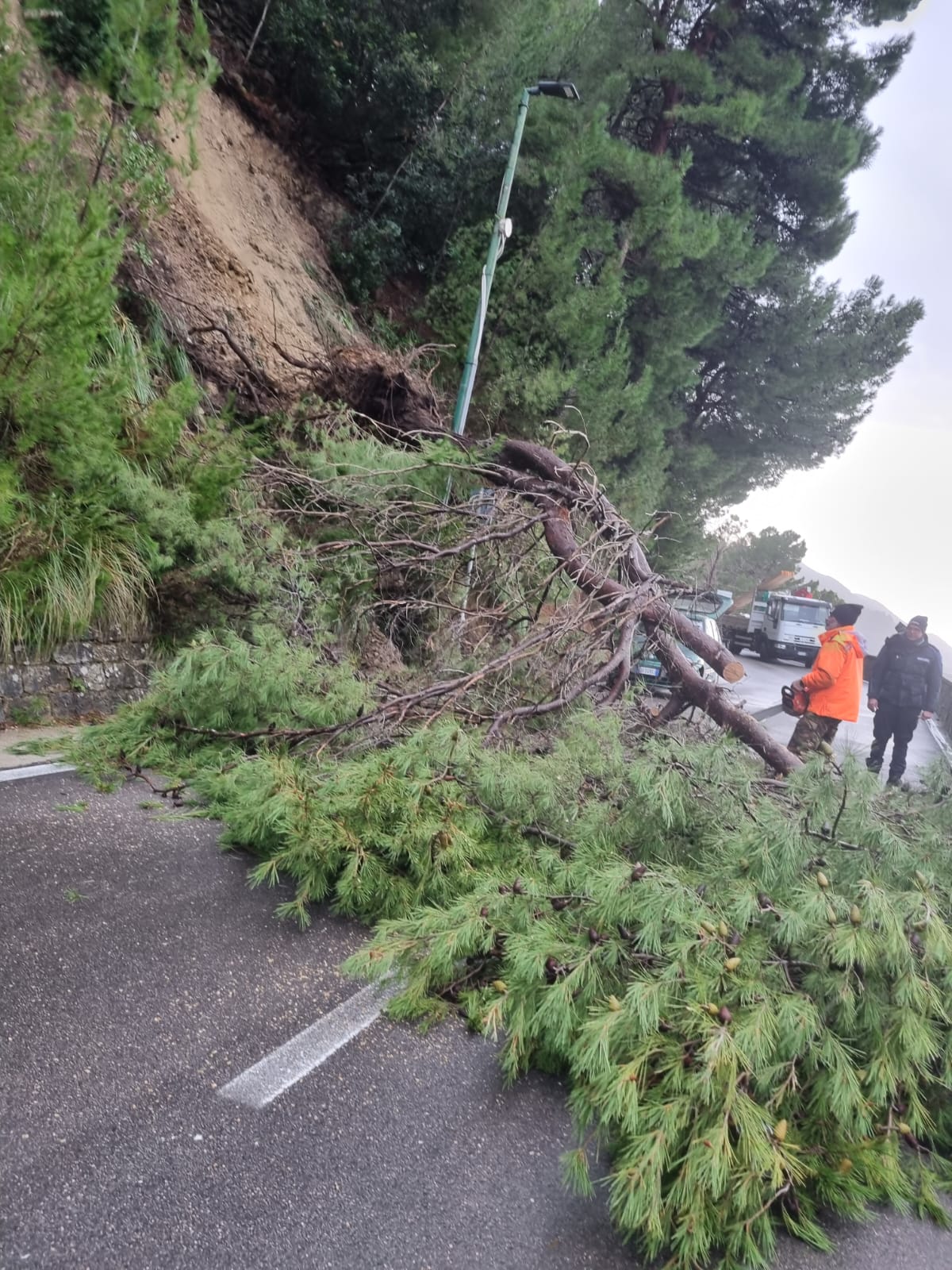 Albero cade in strada, paura a Santa Maria di Castellabate