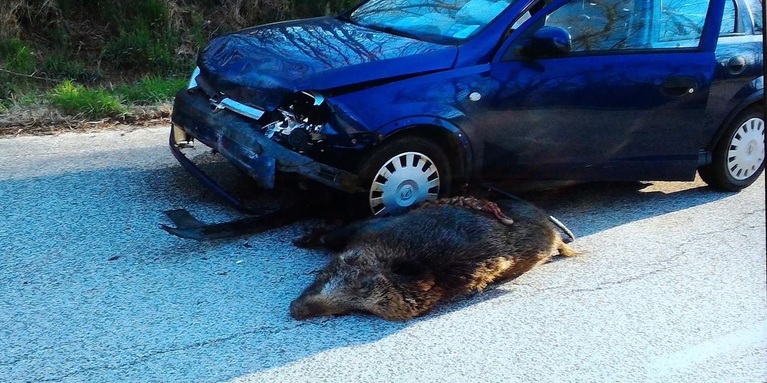 Velina, auto contro cinghiale: illeso il conducente