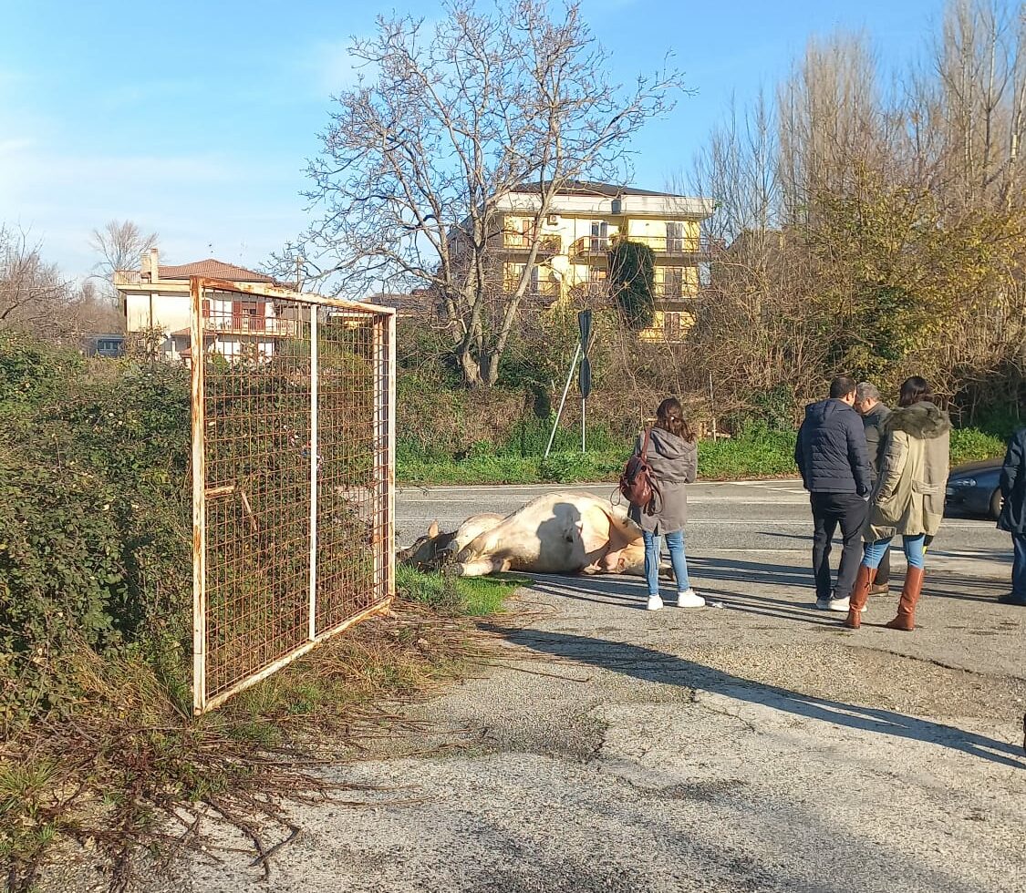 Mucca vagante in strada: schianto sul raccordo Salerno Avellino: gravissimo un uomo