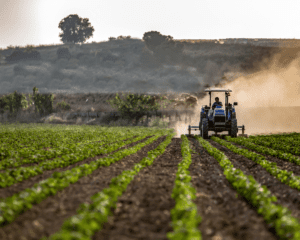 Agricoltura, Confcooperative Campania: «Costi in aumento, a rischio la continuità delle imprese»