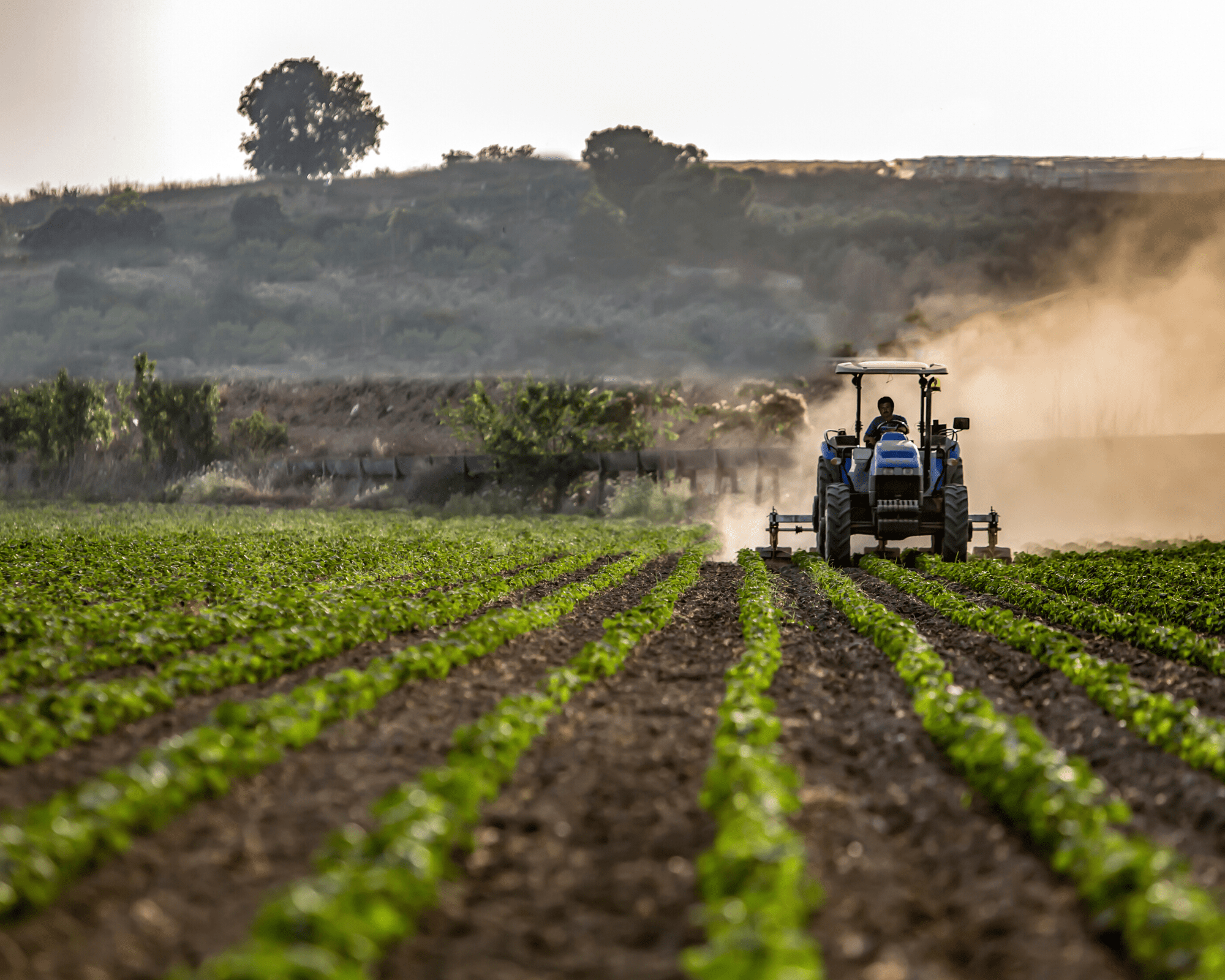 Danni da cinghiali e agriturismi: dal Gal due bandi da 800 mila euro per gli agricoltori del Vallo di Diano