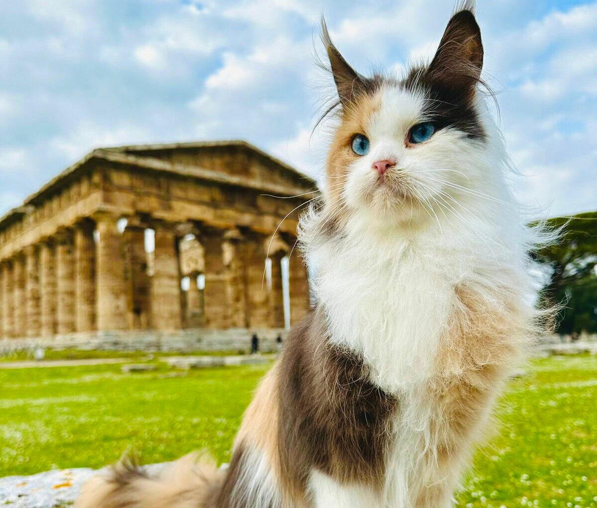 Giornata nazionale del gatto, gli amici a 4 zampe ospiti a Paestum e Velia