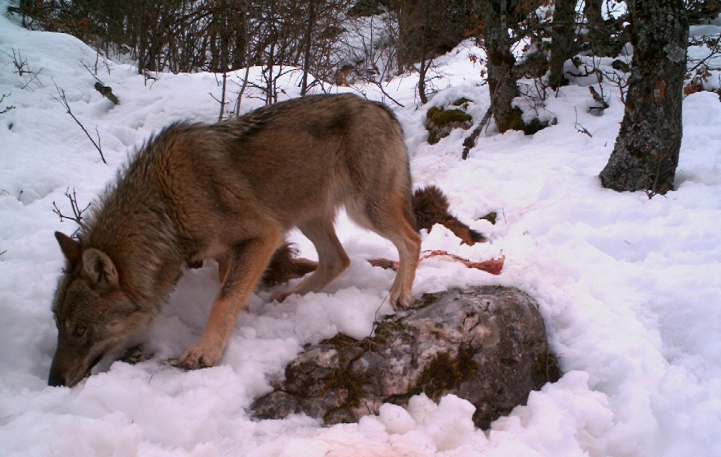 Miti, leggende ed ultime ricerche scientifiche sul lupo. Un’icona della fauna cilentana