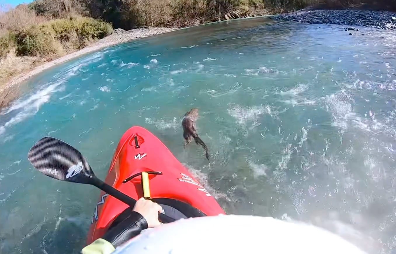 Lontra spunta all’improvviso, sorpresa nel Cilento per un canoista