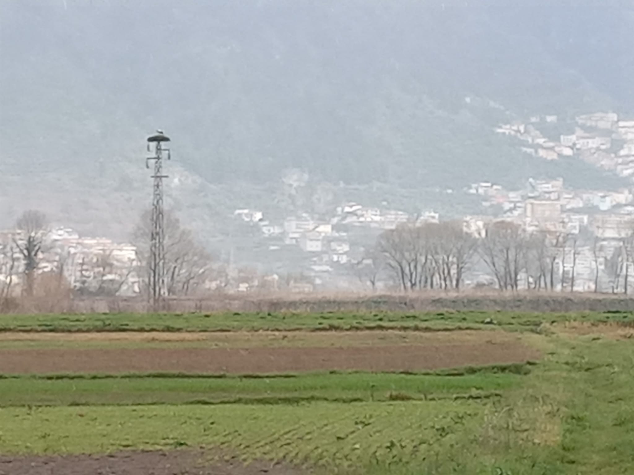 Sala Consilina, cicogna torna a nidificare sul «suo» traliccio