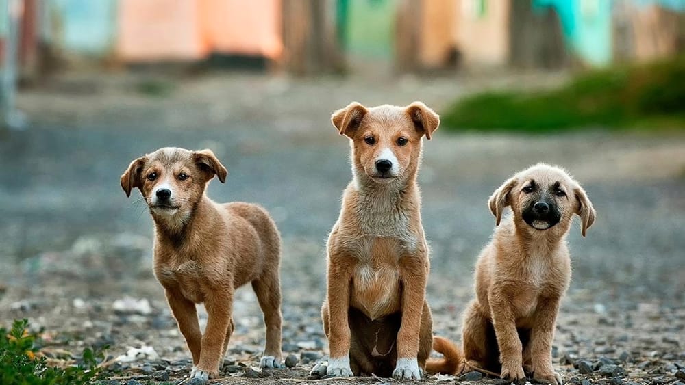 A Torre Orsaia il primo evento dedicato alla microchippatura dei cani