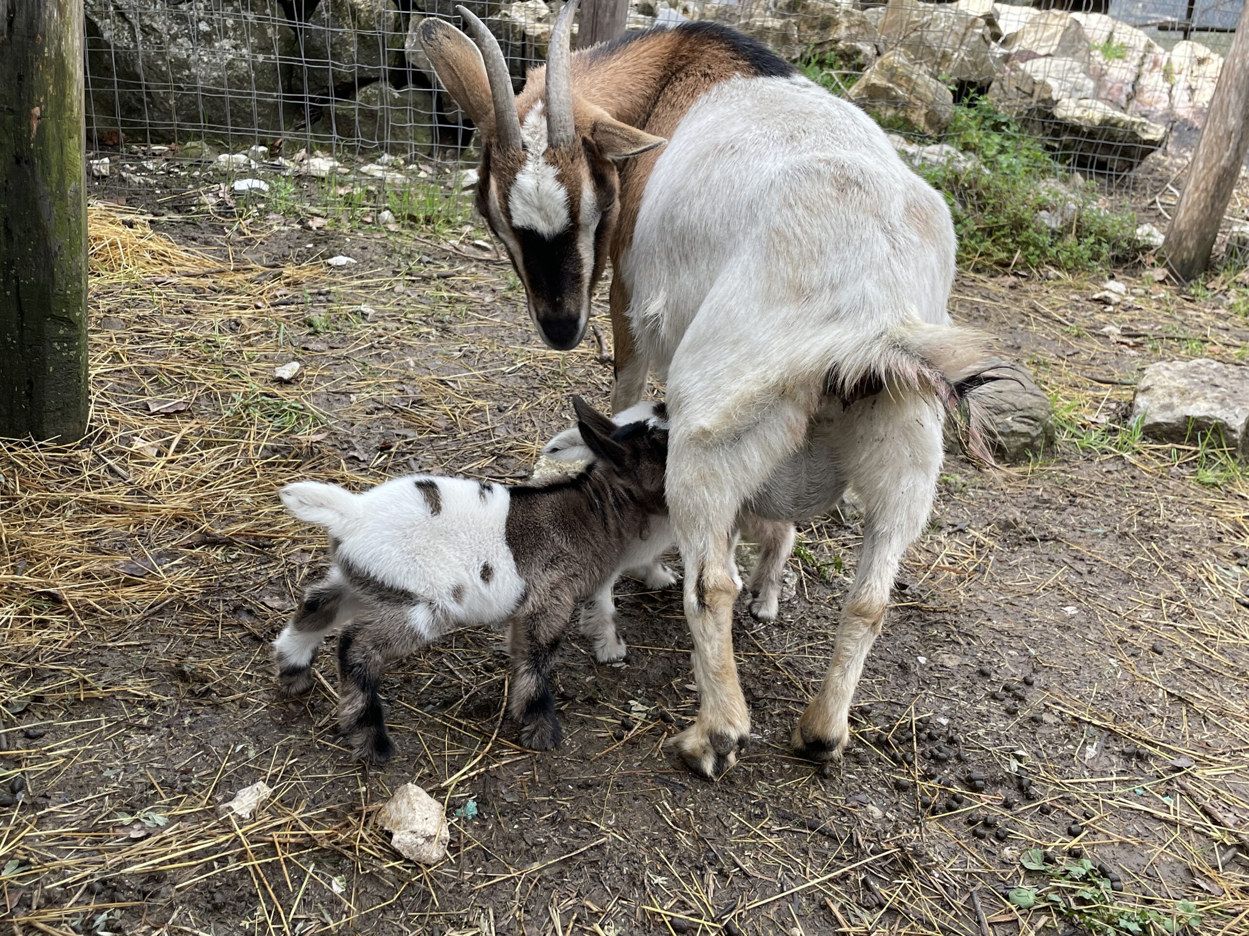 Nati due cuccioli di capra nana all’Oasi di Morigerati