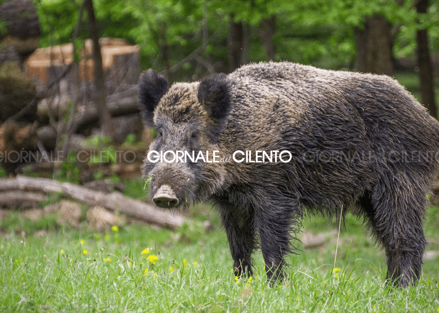 Camerota, contadino aggredito e ferito da un cinghiale