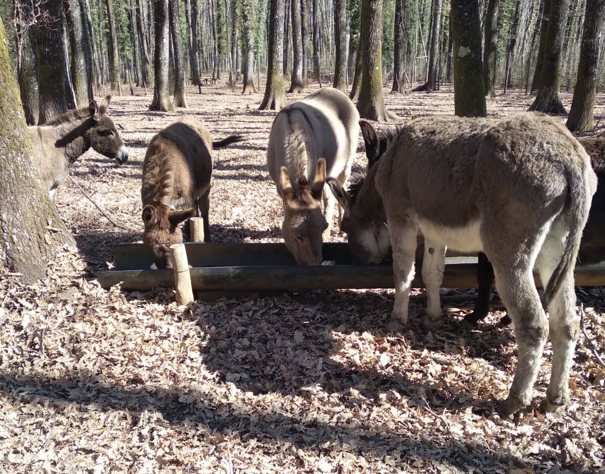 Recuperati gli asini rubati a Sanza e Caggiano, riaffidati ai proprietari