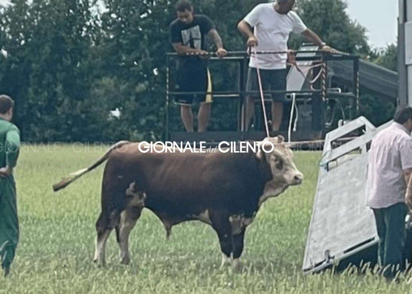 Cilento, giovane di 30 anni incornato da un toro: è grave