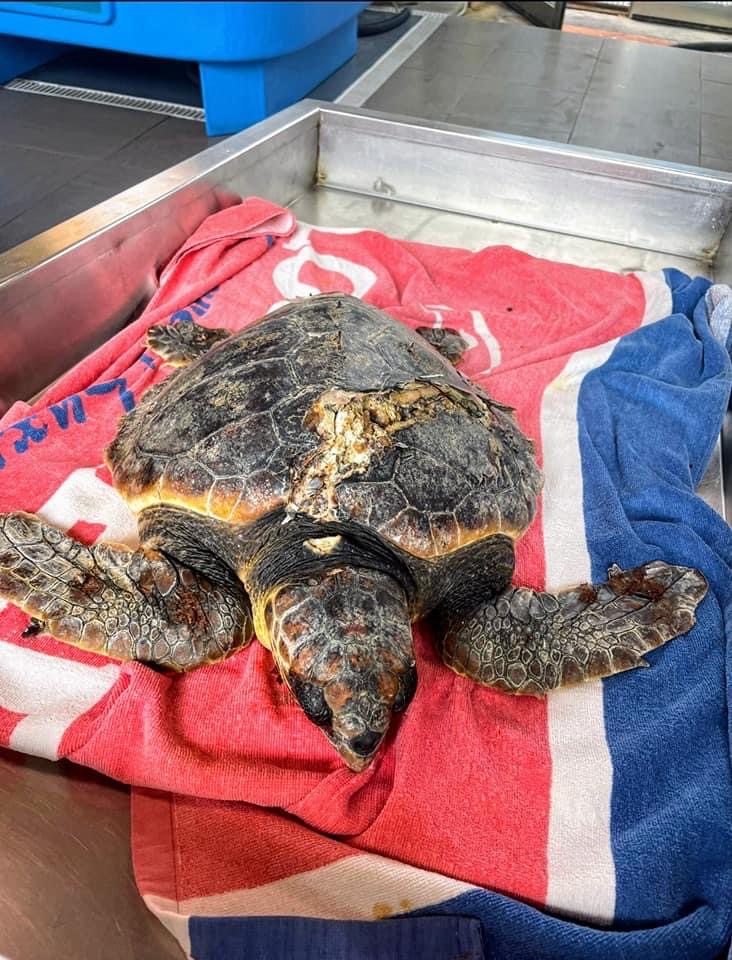 Casal Velino, salvata tartaruga ferita da imbarcazioni: frattura grave