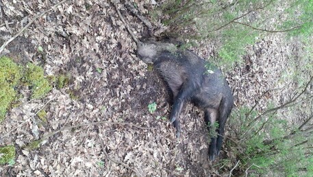 Peste suina africana nel Parco del Cilento: cosa sappiamo fino a questo momento