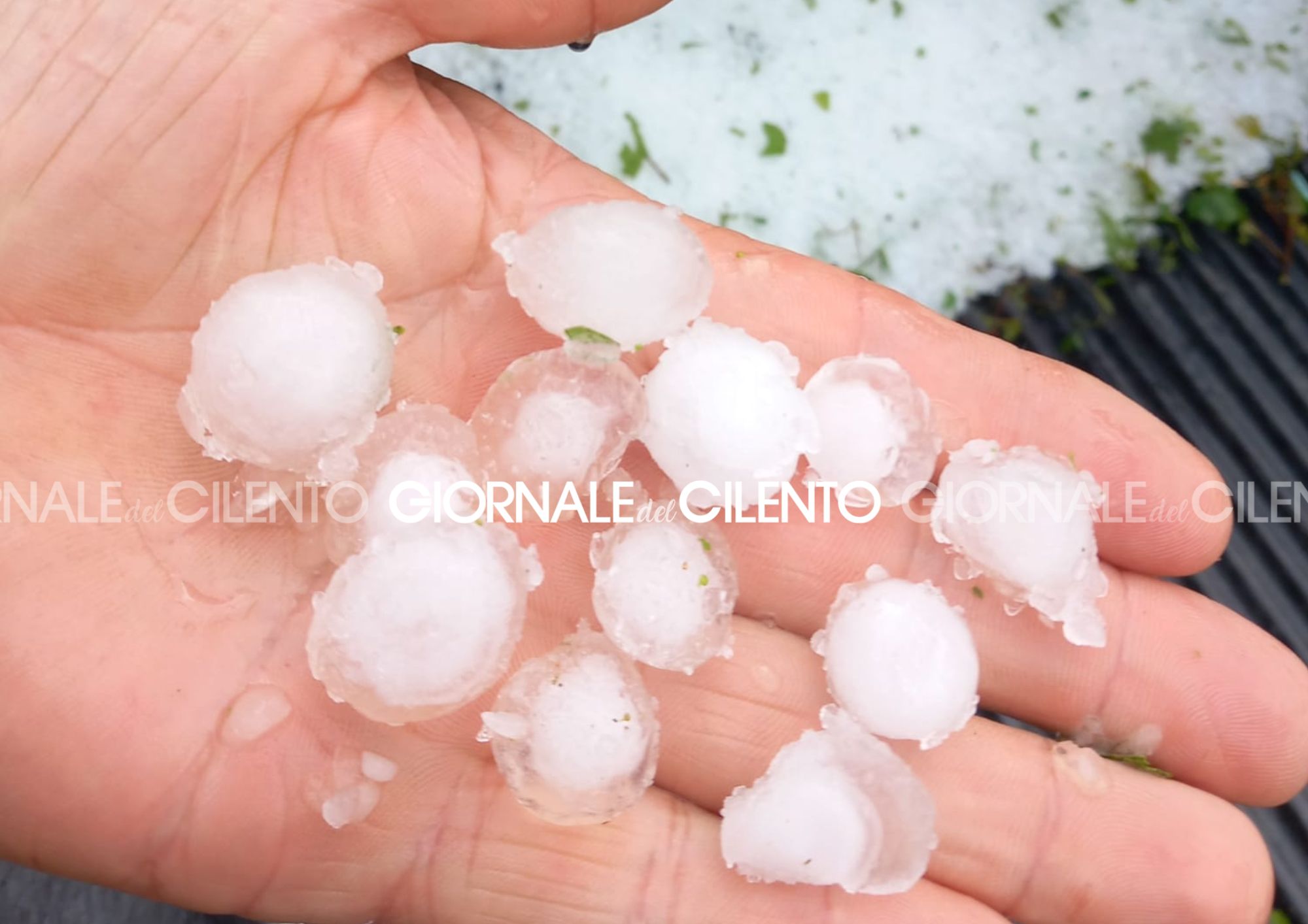 Chicchi grandi come noci a Salvitelle. Danni all’agricoltura