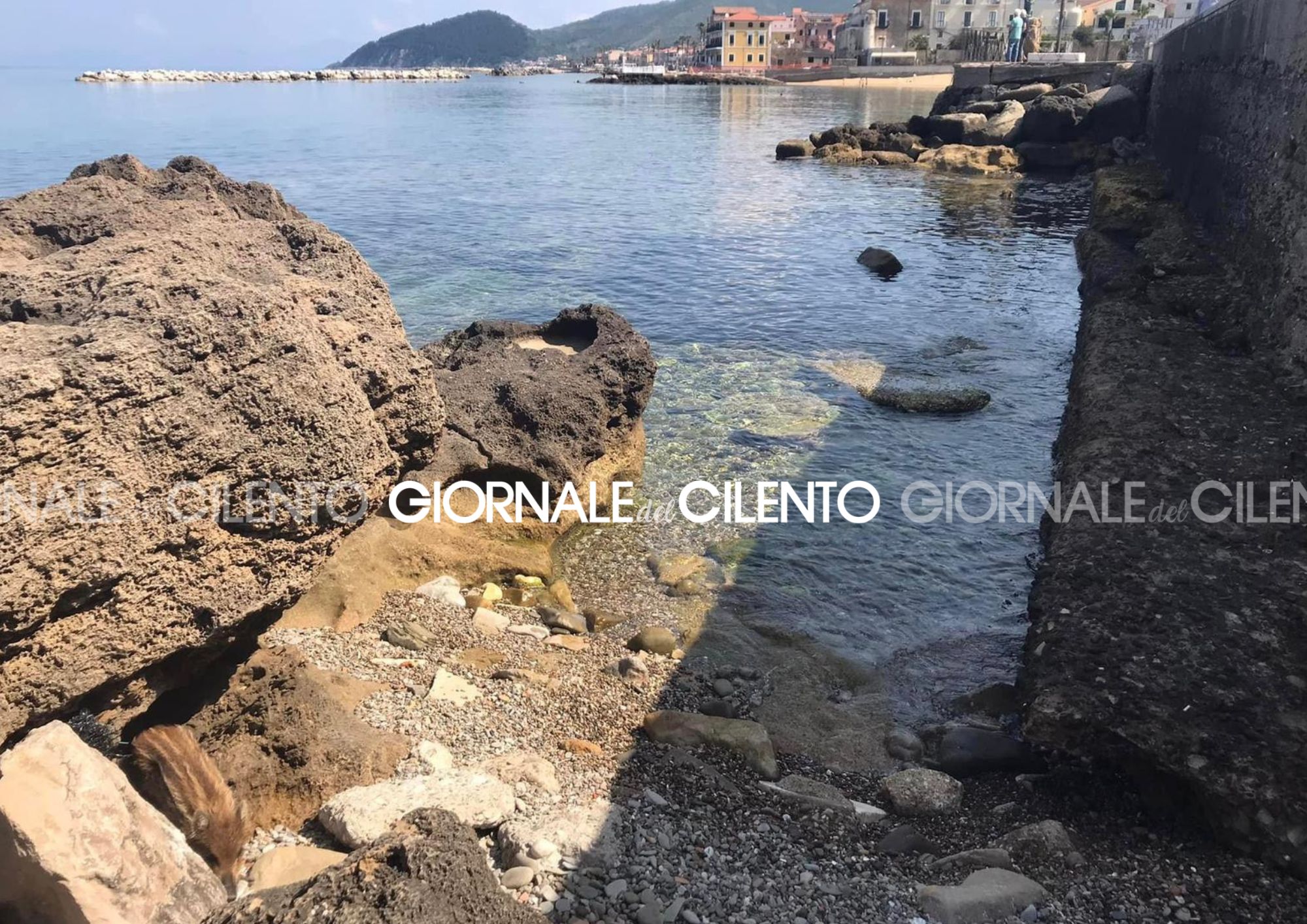 Cucciolo di cinghiale ferito tra gli scogli del lungomare di Santa Maria di Castellabate