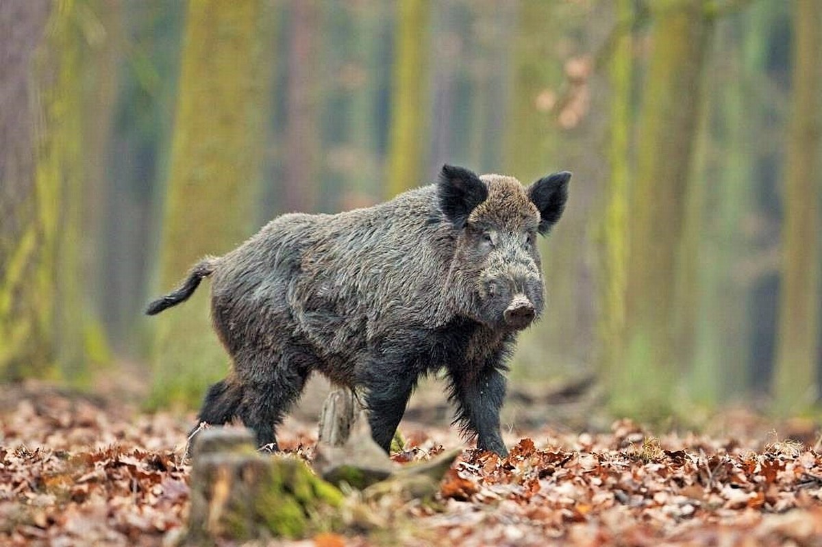 «Peste suina africana nel Parco del Cilento, quali sono i rischi per i cittadini?»