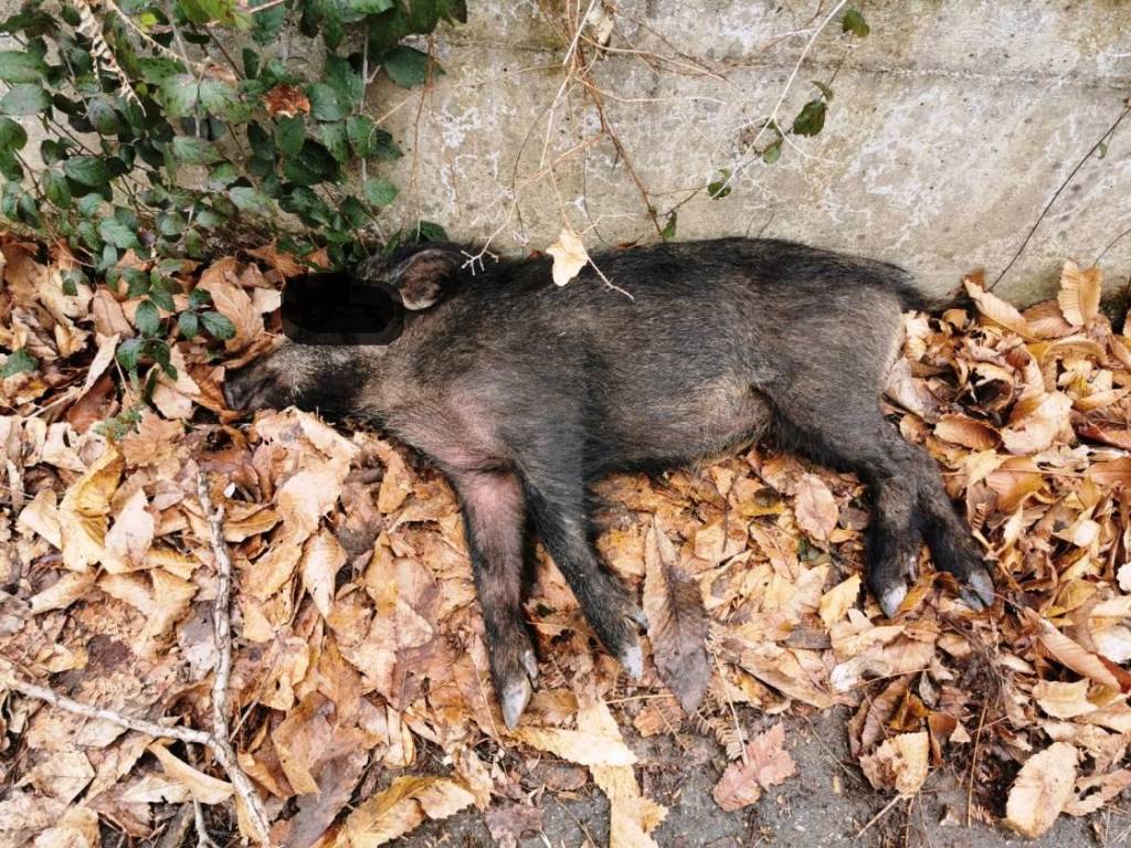 Peste suina Parco del Cilento, controlli in cinque Comuni: scende in campo Coldiretti