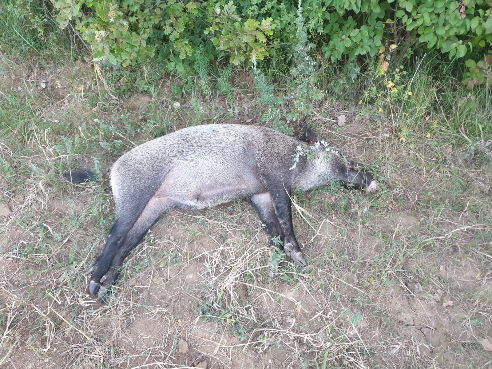 Cinghiali affetti da peste suina, Parco del Cilento: «Stop attività selecontrollo»