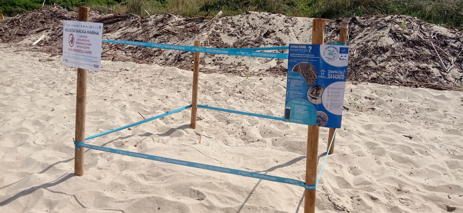 Secondo nido di Caretta Caretta nel Cilento, mamma tartaruga ha scelto Palinuro