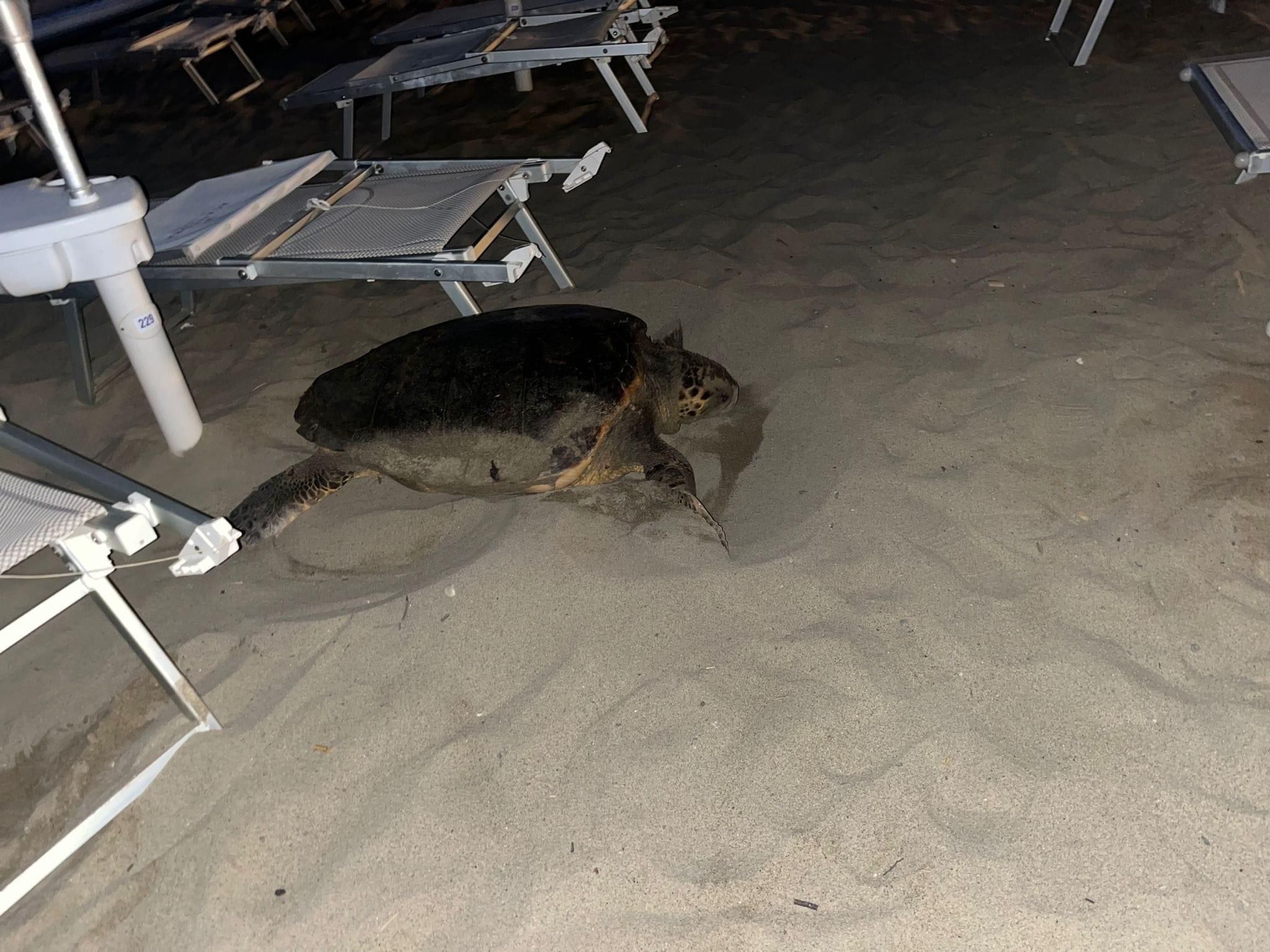 Dopo un anno di assenza mamma tartaruga torna a deporre sulla spiaggia di Ascea Marina