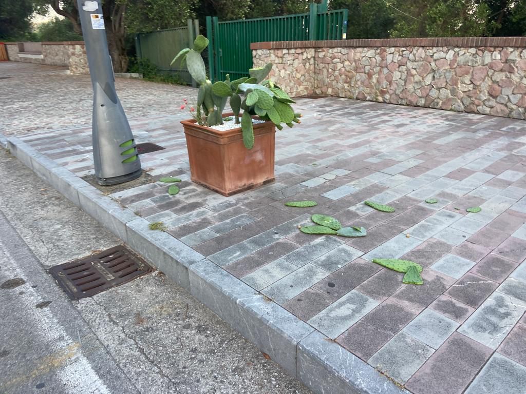 Palinuro, le piante del corso distrutte dai vandali durante la notte