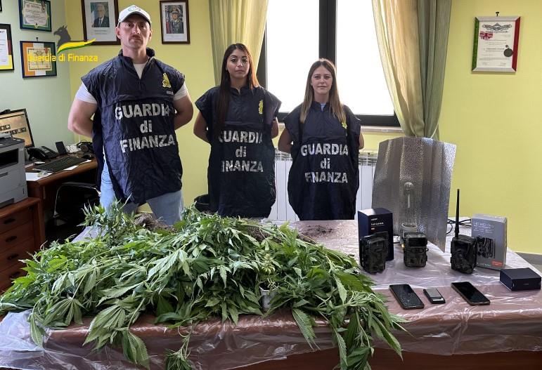 Scoperta una piantagione di cannabis nel Vallo di Diano: in manette un 25enne e un 32enne