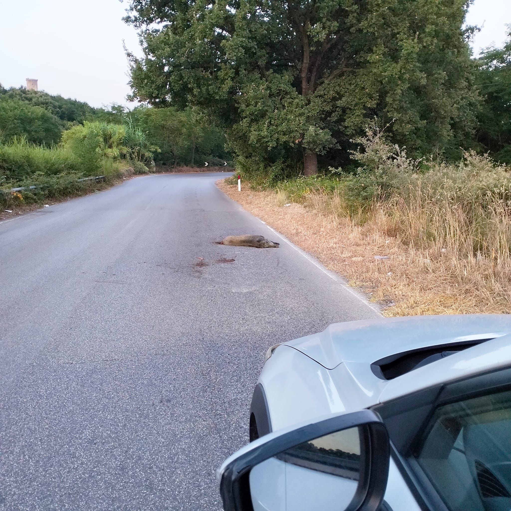 Ascea, auto contro cinghiale: ungulato morto, conducente illeso