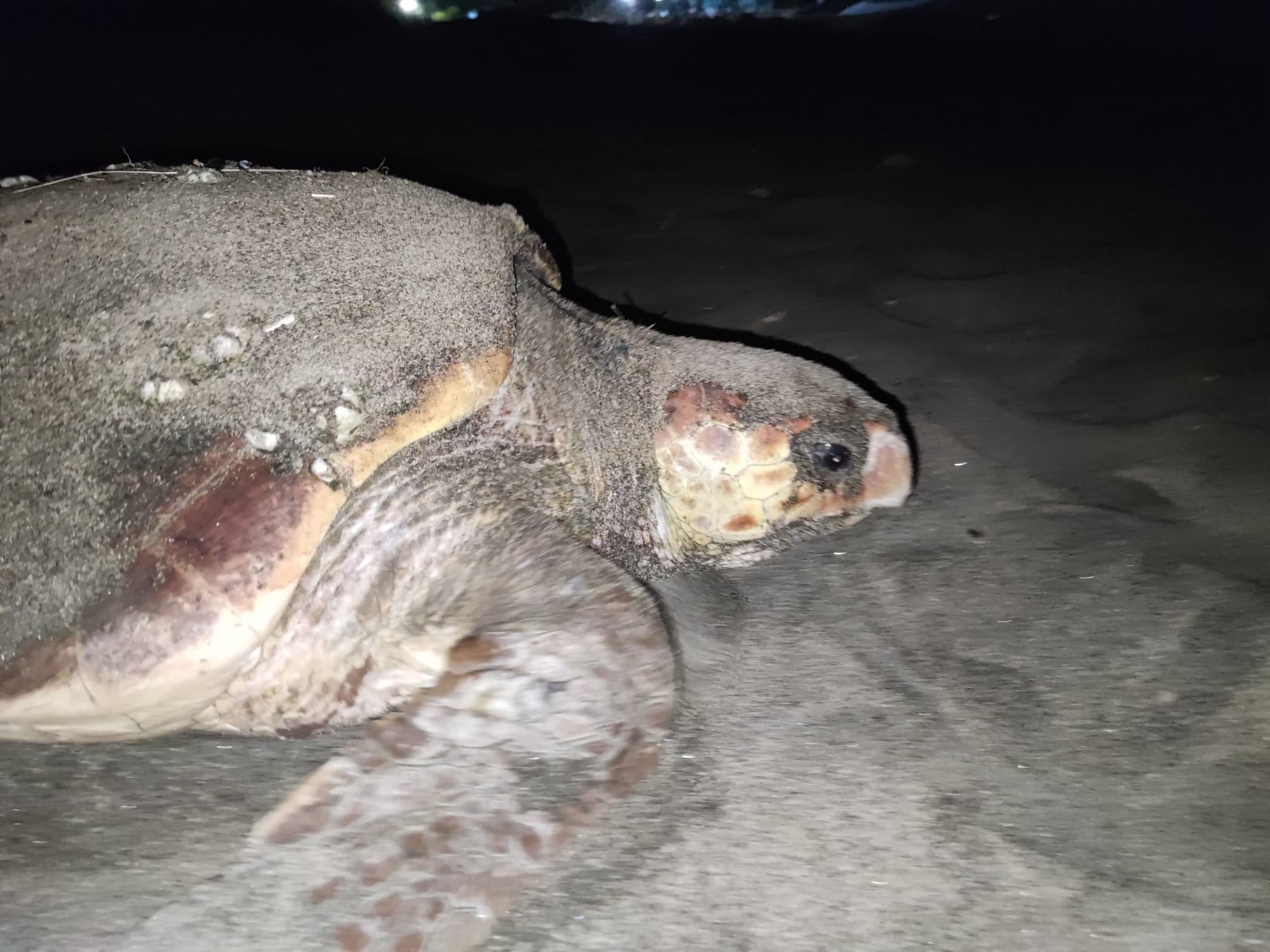 Montecorice, ecco il primo nido dell’anno di Caretta Caretta: è il 19esimo in Campania