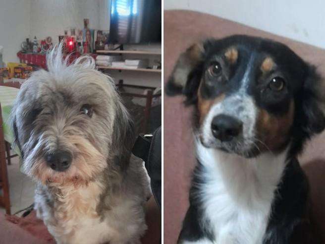 Cani morti in rogo casa Capitello, Brambrilla: «Individuate i responsabili»