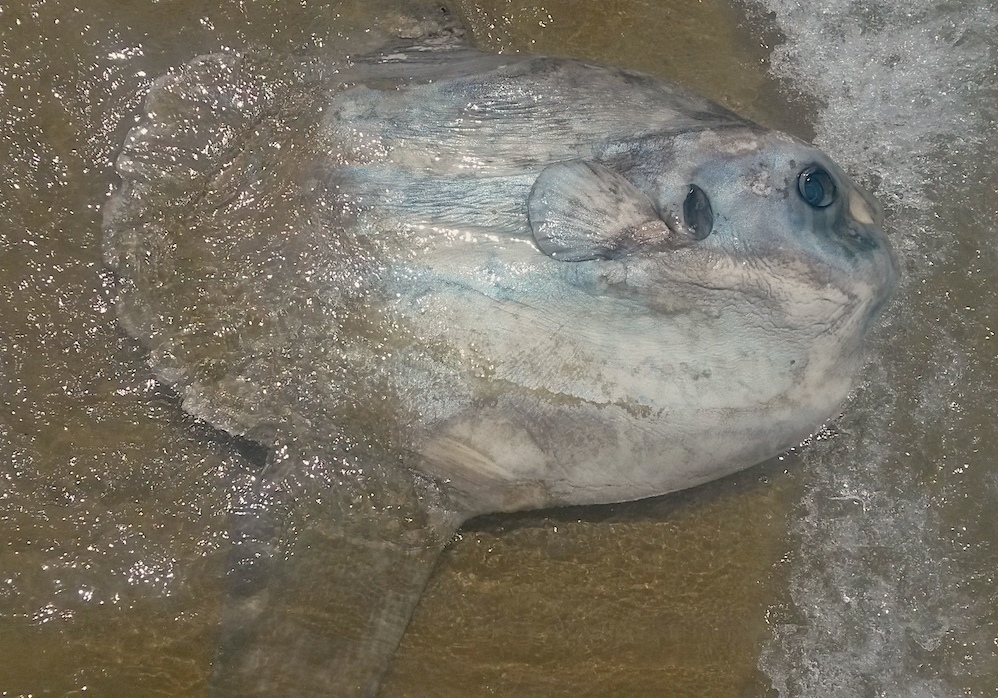 Turisti salvano un pesce luna sulla spiaggia del Mingardo a Marina di Camerota