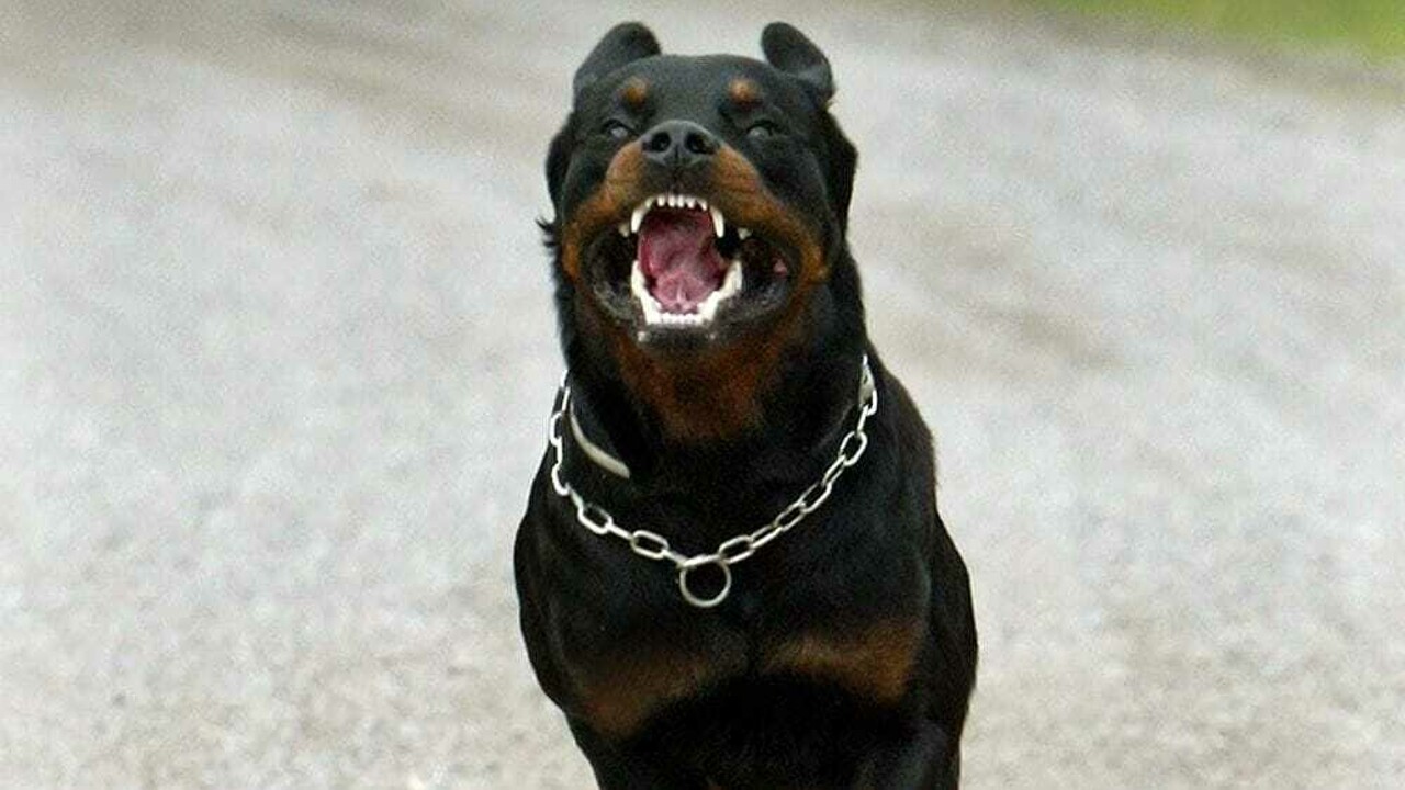 Sala Consilina: donna azzannata da tre rottweiler