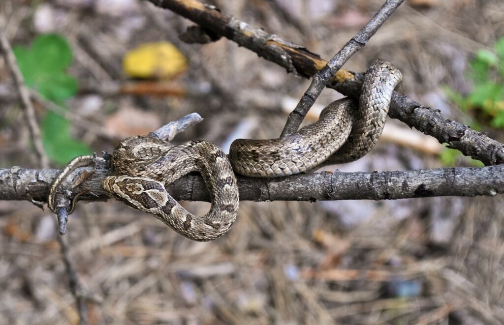 Cilento, bambino morso da una vipera durante un battesimo: trasferito a Napoli