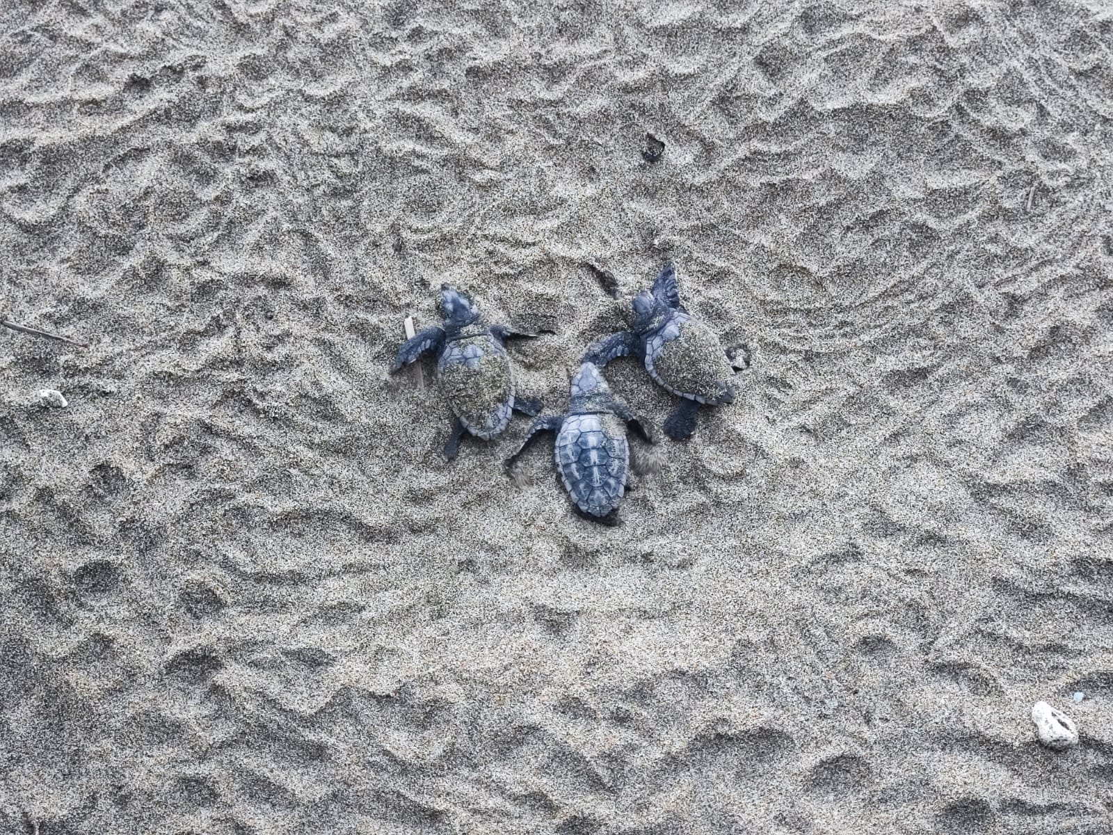 Spettacolo ad Acciaroli, 70 piccole tartarughe raggiungono il mare