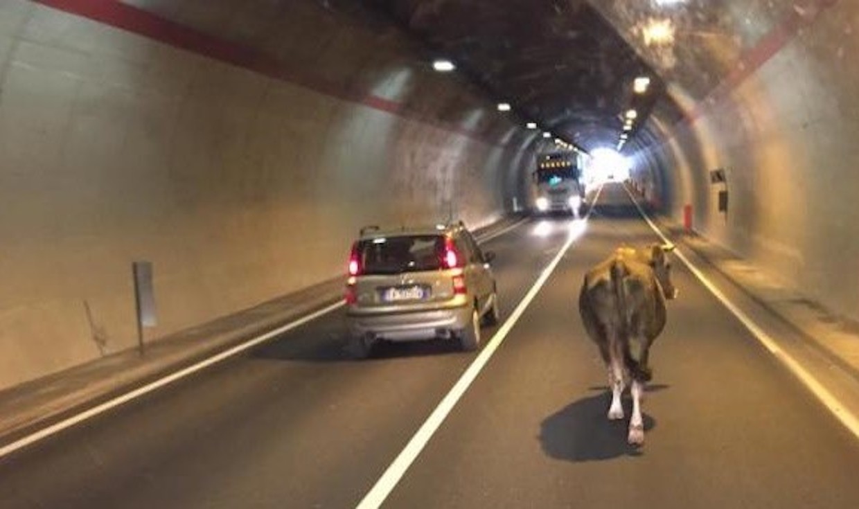 Mucca in autostrada: chiuso per un’ora un tratto della Salerno-Reggio Calabria