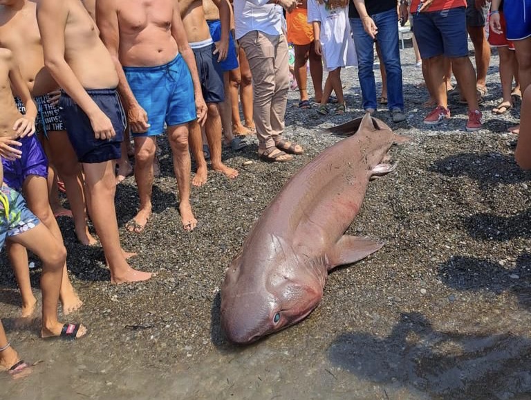 Sapri, trovato sulla spiaggia squalo manzo lungo due metri