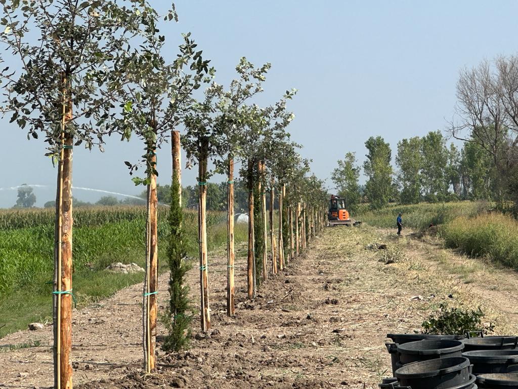 Il gesto del Consorzio Bonifica Paestum: piantati 1500 alberi lungo il canale di Laura Nuova