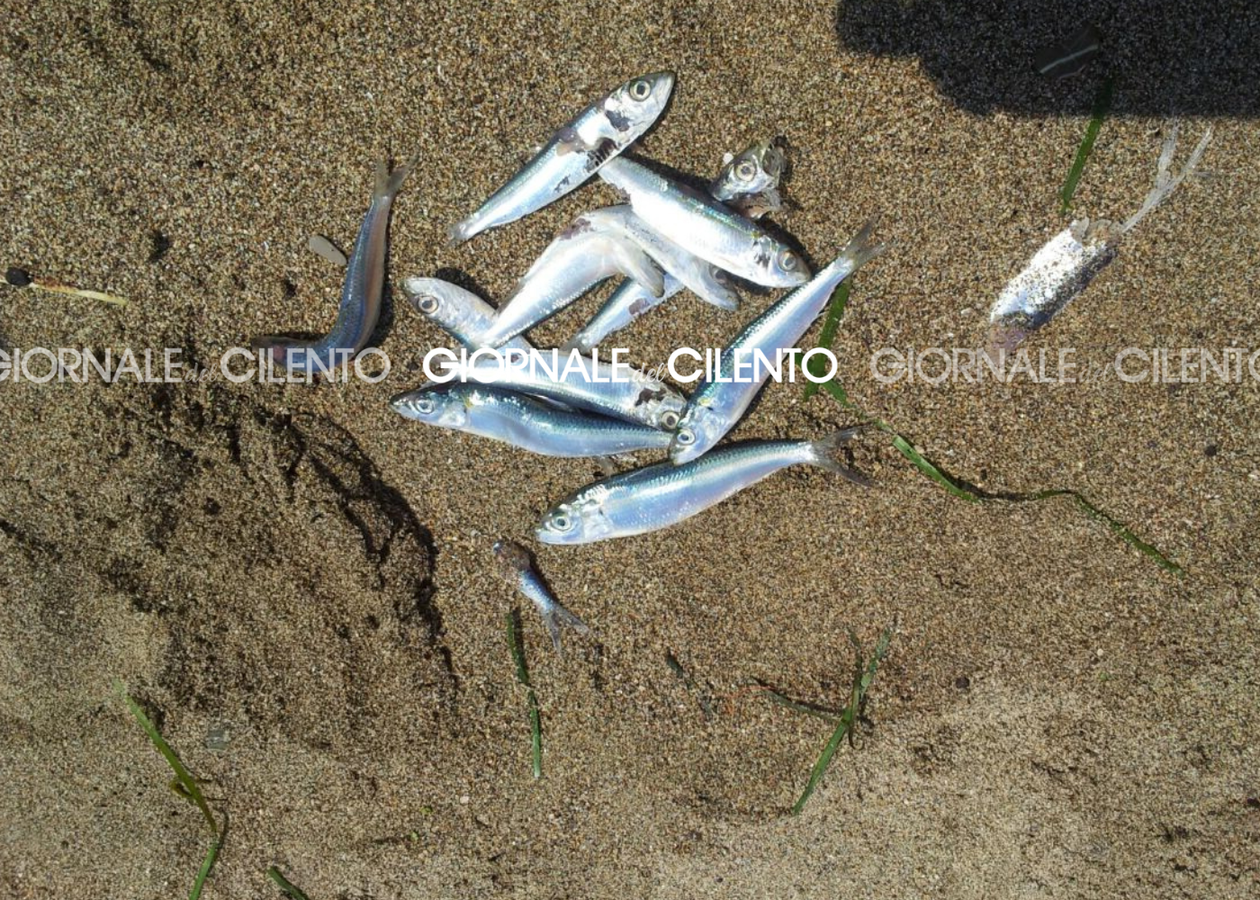 Moria di pesci lungo le spiagge del Cilento: aperte indagini su possibili cause