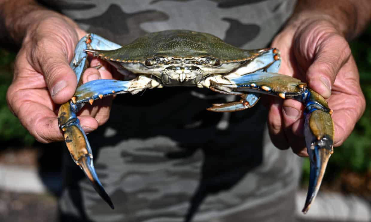 I primi avvistamenti di granchio blu tra Paestum e Agropoli: «E’ specie invasiva, difficile fermarla»