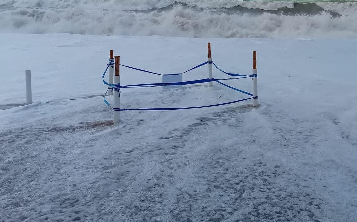 Mare agitato, nel Cilento i nidi di tartaruga Caretta Caretta sono in pericolo