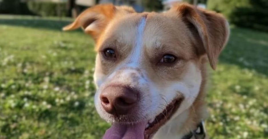 Il cane scomparso a Sassano è stato trovato morto con uno spago intorno al collo