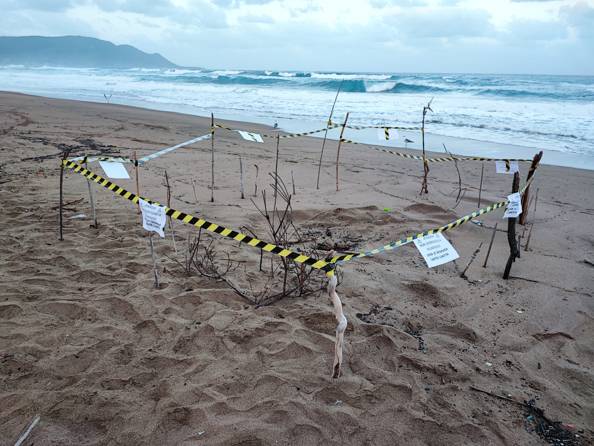 Scoperto il primo nido di tartaruga Caretta Caretta a Santa Maria di Castellabate