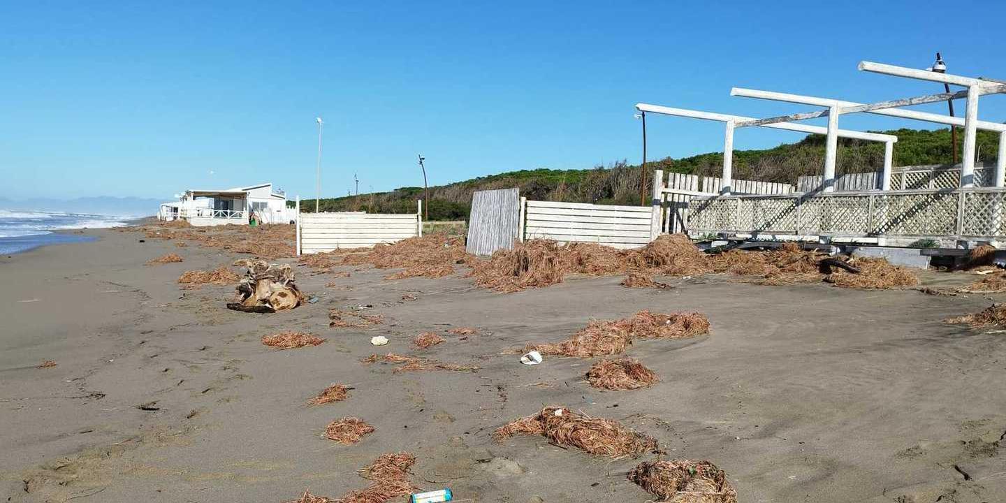 Cilento, la cimodocea invade le spiagge: la denuncia degli operatori turistici