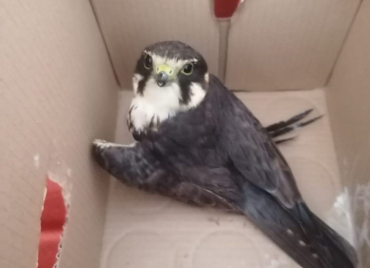 Piccolo falco ferito recuperato ad Agropoli: sarà trasferito al Cras di Napoli