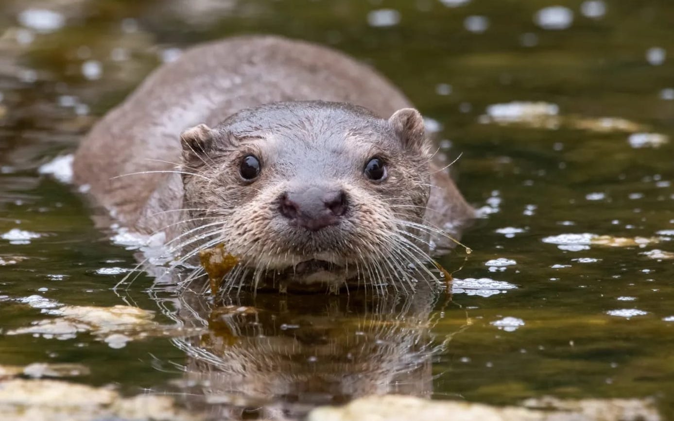 Incontro affascinante sul fiume Calore: la lontra catturata dalla lente di Michele Procida