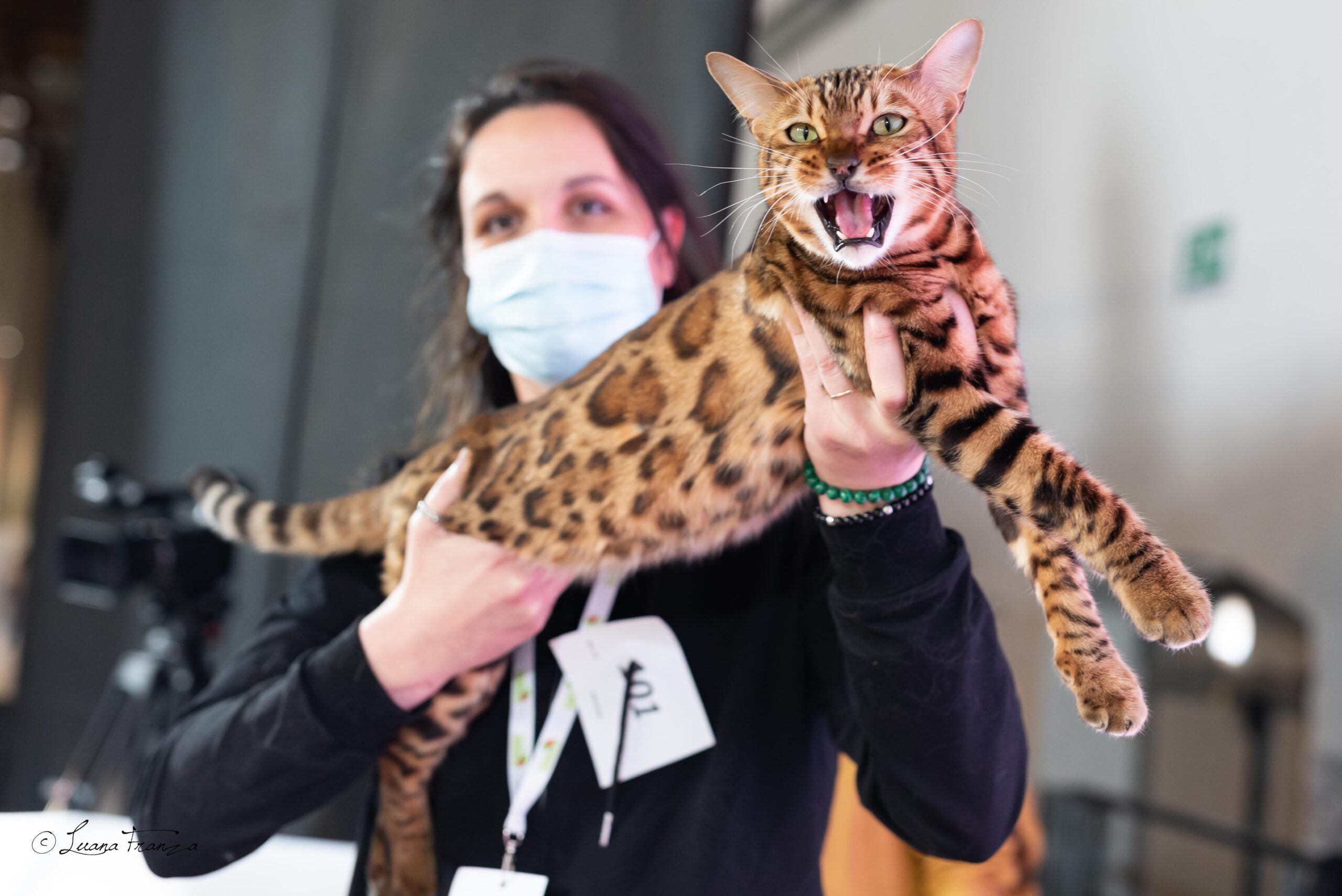 A Paestum la mostra internazionale felina con i gatti più belli e rari del mondo