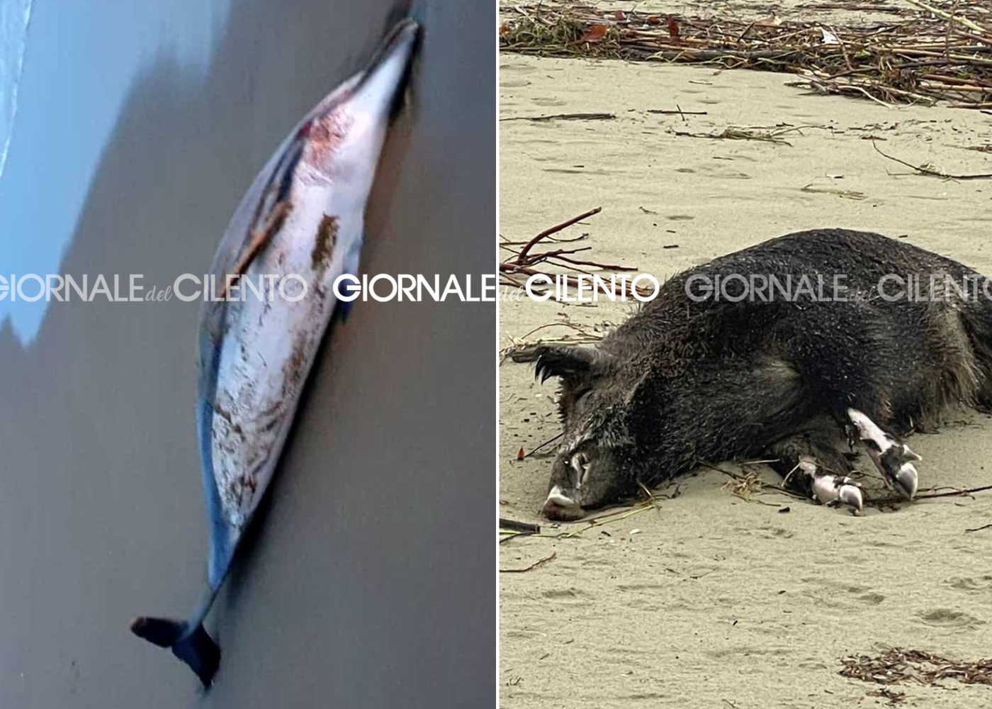 Delfini, cinghiali e squali morti sulle spiagge del Cilento: aperta un’indagine