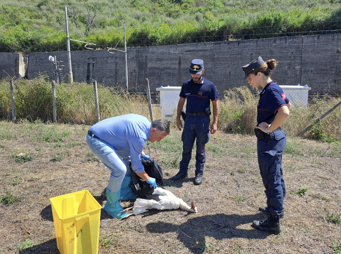 Cilento, carcassa cicogna scoperta da passanti: indagini dei Forestali. Forse folgorata