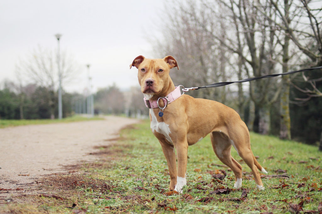 Cilento, azzannato da pit bull: il piccolo di 5 anni torna a casa