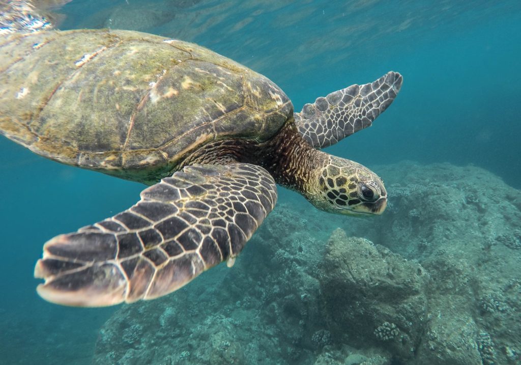 Campania, online il questionario dell’Anton Dohrn per proteggere le tartarughe marine