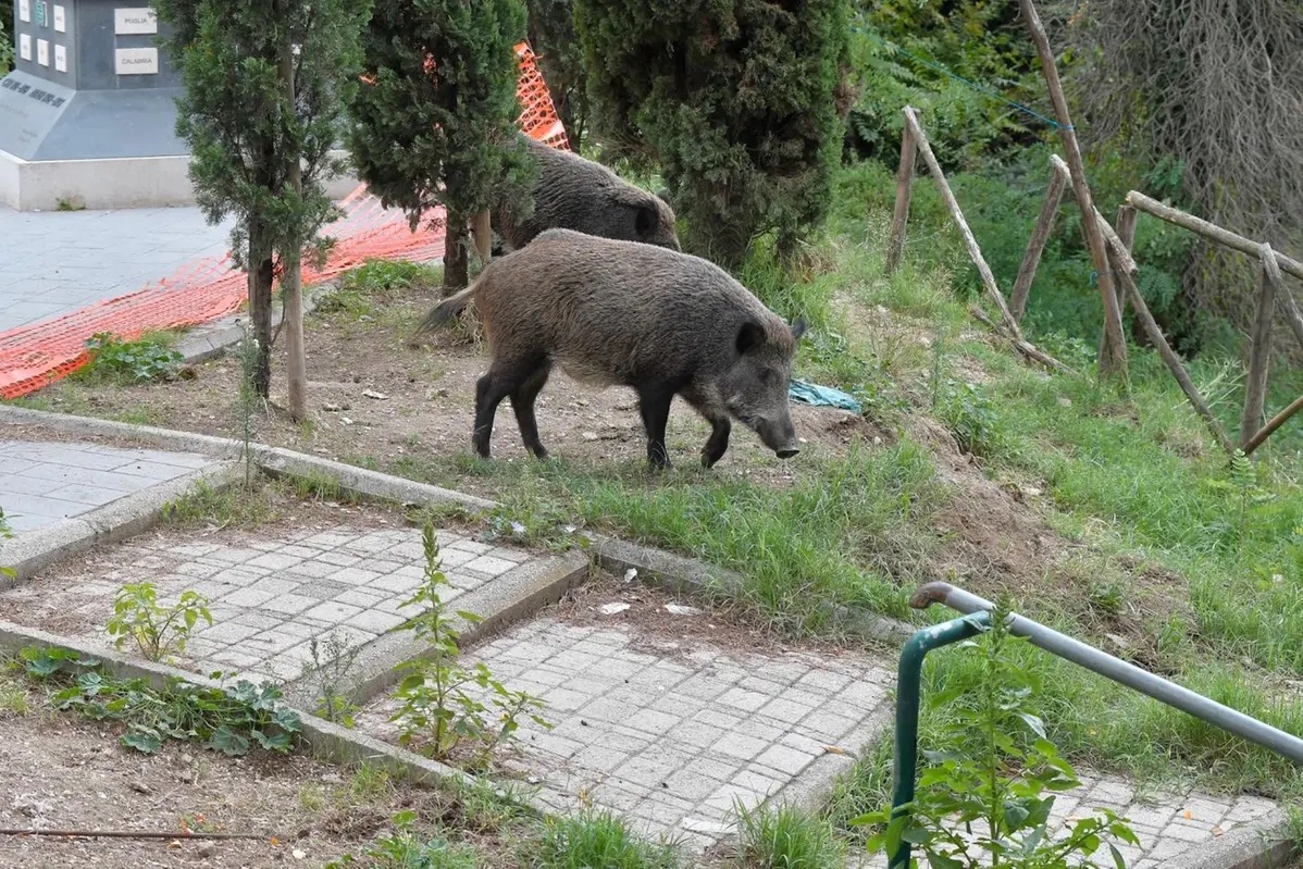 Campania, 38 mila cinghiali da abbattere per contenere la peste suina